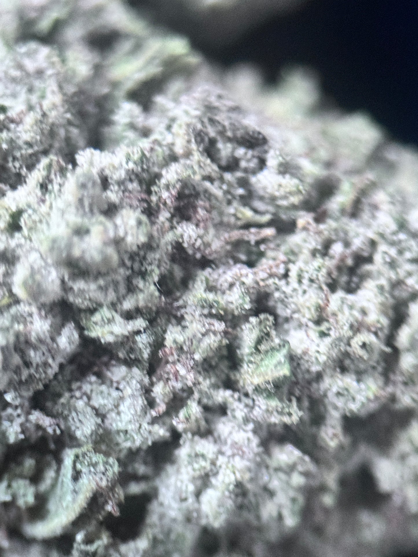 Platinum Bubba Kush